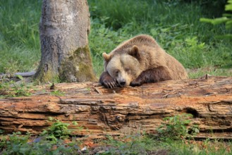 Eurasian brown bear (Ursus arctos arctos), half-grown young, resting, tree trunk, in summer,
