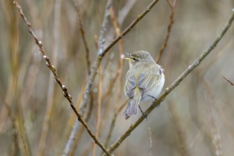 Willow Warbler (Phylloscopus trochilus), Rhineland-Palatinate, Germany, Europe