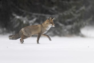 Red fox in the snow, Steinborn, Rhineland-Palatinate, Germany, Europe