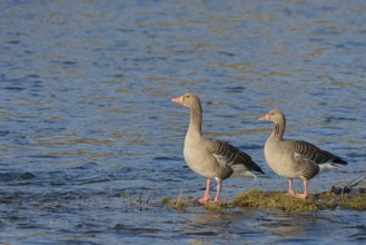 Greylag goose (Anser anser), pair of greylag geese standing in the river, North Rhine-Westphalia,