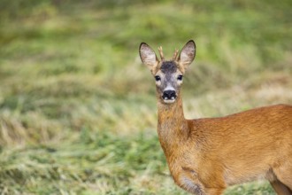 Roe deer (Capreolus capreolus) Buck rutting Germany