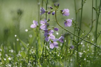 Meadowfoam (Cardamine) on a spring meadow, April, Germany, Europe