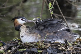 Great Crested Grebe (Podiceps Scalloped ribbonfish) with juveniles, Emsland, Lower Saxony, Germany,
