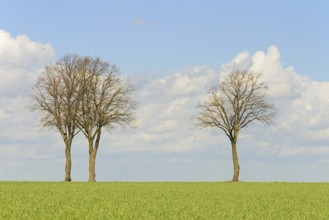 Row of trees, bare lime trees (Tilia) on a green grain field, blue cloudy sky, North