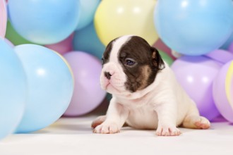 Tiny French Bulldog dog puppy between colorful balloons