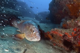 Underwater photo of Dusky Grouper (Epinephelus marginatus) swimming through narrow canyon in rocky