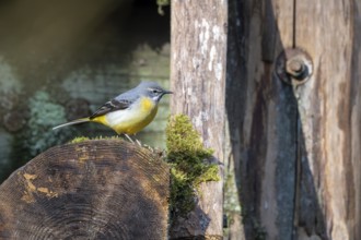 Grey wagtail (Motacilla cinerea), Vulkaneifel, Rhineland-Palatinate, Germany, Europe