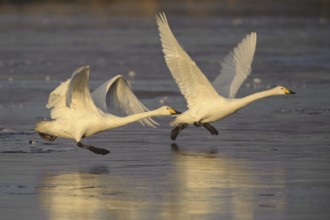 Whooper Swan (Cygnus cygnus) flying, Lower Saxony, Germany, Europe