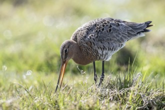 Black-tailed godwit (Limosa limosa), Lower Saxony, Germany, Europe