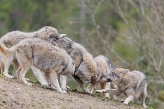 A pack of grey wolves (Canis lupus lupus) playing on a hill and showing social behaviour