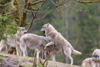 A pack of grey wolves (Canis lupus lupus) playing on a hill and showing social behaviour