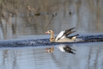Egyptian goose (Alopochen aegyptiaca), Vulkaneifel, Rhineland-Palatinate, Germany, Europe