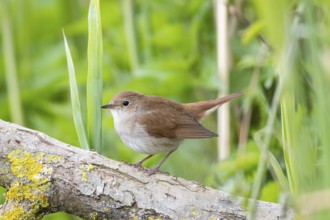 Nightingale (Luscinia megarhynchos) Germany