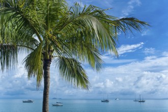 Bay with palm tree, sailing ships, travel, holiday, sea, tropics, nice weather, Arlie Beach,