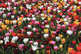 Many colourful tulips in one area