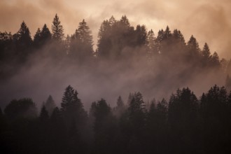 Clouds of mist between the trees in the evening light, Oberstdorf, Oberallgäu, Allgäu, Swabia,