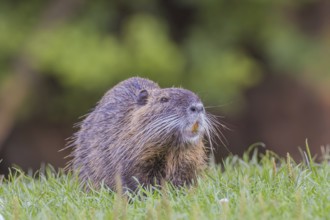 Nutria (Myocastor coypus) eats, Lower Austria, Austria, Europe