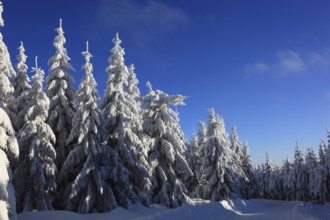 Winter landscape in the Fichtelgebirge, Bayreuth district, Upper Franconia, Bavaria, Germany,