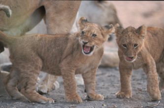 Lion (Panthera leo) cub Chobe National Park, Botswana, Africa