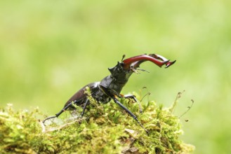 Stag beetle (Lucanus cervus), on moss, Austria, Europe