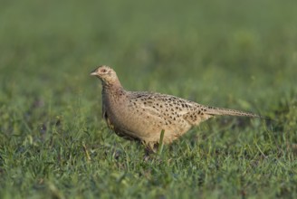 Pheasant (Phasianus colchicus), Hen in the Grass, Upper Austria, Austria, Europe