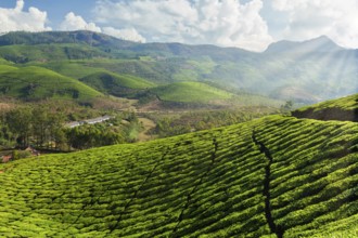 Evergreen Tea plantations of indian tea, Munnar, Kerala, South India