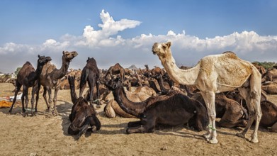 Panoramic image of camels at Pushkar Mela (Pushkar Camel Fair) . Pushkar, Rajasthan, India, Asia