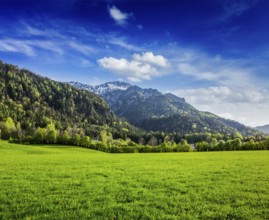 Alpine meadow in Bavarian Alps. Bavaria, Germany, Europe