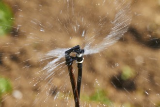 Irrigation sprinkler, field, macro, splashing water, Lassithi plateau, Lassithi, East Crete, island