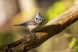 Crested Tit (Parus cristatus), Germany, Europe
