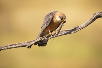 Red-footed falcon (Falco vespertinus) female, with captured lizard, Hungary, Europe