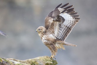 Steppe buzzard (Buteo buteo) Germany