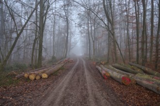 Forest path with logs at foggy morning, Kreuzwertheim, Spessart, Bavaria, Germany, Europe
