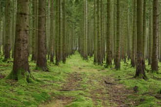 Spruce tree forest with path, Odenwald, Hesse, Germany, Europe