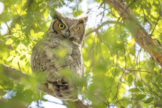 The yellow eyed great horned owl resting in the tree