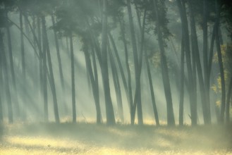 Scots pine forest (Pinus silvestris) in autumnal sunny light, Lower Rhine, North Rhine-Westphalia,