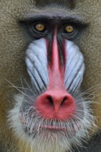 Mandrill (Mandrillus sphinx), male, animal portrait, captive, South-West Region, Cameroon, Africa