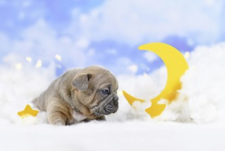 Choco Red fawn French Bulldog puppy between fluffy clouds with moon and stars