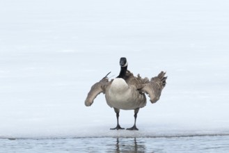 Canada goose -branta canadensis- flapping wings