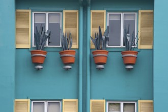 Vases with aloe vera, flower, flower vase as decoration on a house