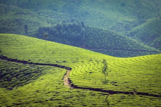 Vintage retro effect filtered hipster style image of Kerala India travel background, green tea