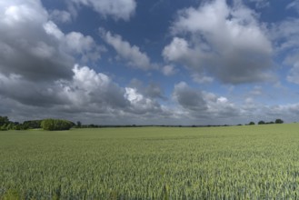 Unripe wheat (Triticum aestivum), cloudy sky, Mecklenburg-Western Pomerania, Germany, Europe
