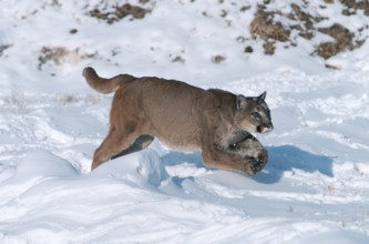 Cougar (Felis concolor)