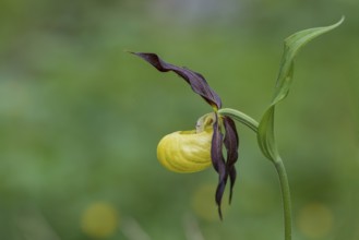 Yellow lady's slipper orchid (Cypripedium calceolus), Kalkalpen National Park, Upper Austria,