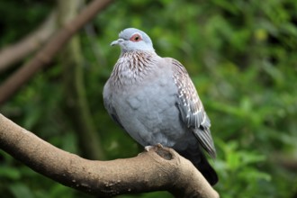 Speckled Pigeon (Columba guinea), Mountain Zebra national park, South Africa, Africa