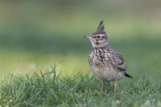 Crested lark (Galerida cristata) in the grass, Lake Neusiedl National Park, Burgenland, Austria,