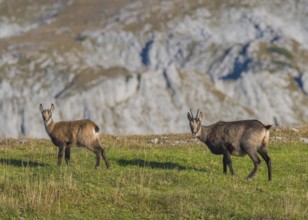 Chamoises (Rupicapra rupicapra), Old animal with young animal, Hochschwab, Styria, Austria, Europe