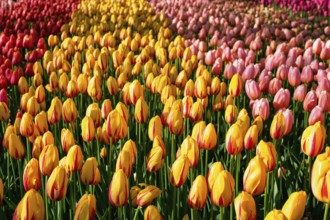Blooming tulips flowerbed in Keukenhof flower garden, also known as the Garden of Europe, one of