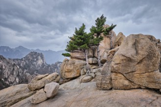 Rock with pine trees in cloudy weather. Seoraksan National Park, South Korea, Asia