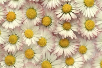 Common daisy (Bellis perennis), medicinal plant, naturopathy classifies the daisy among other
